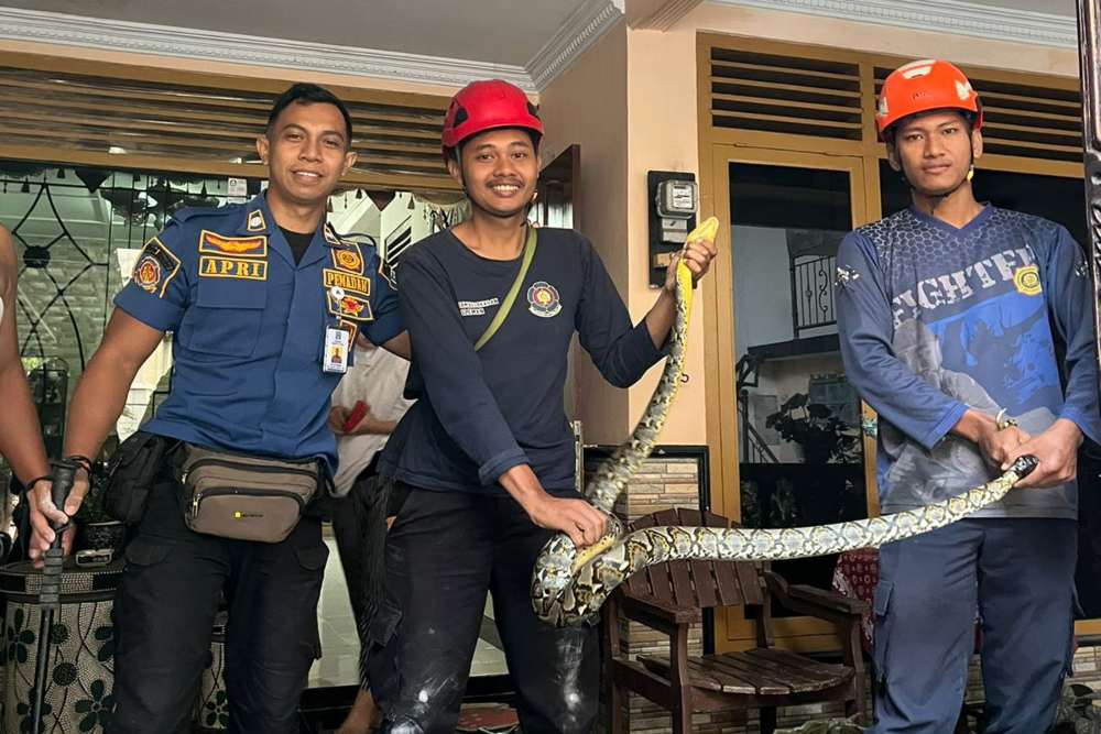 Ular Sanca 2 Meter Berhasil Dievakuasi di Plafon Rumah Warga Sleman, Begini Penampakannya