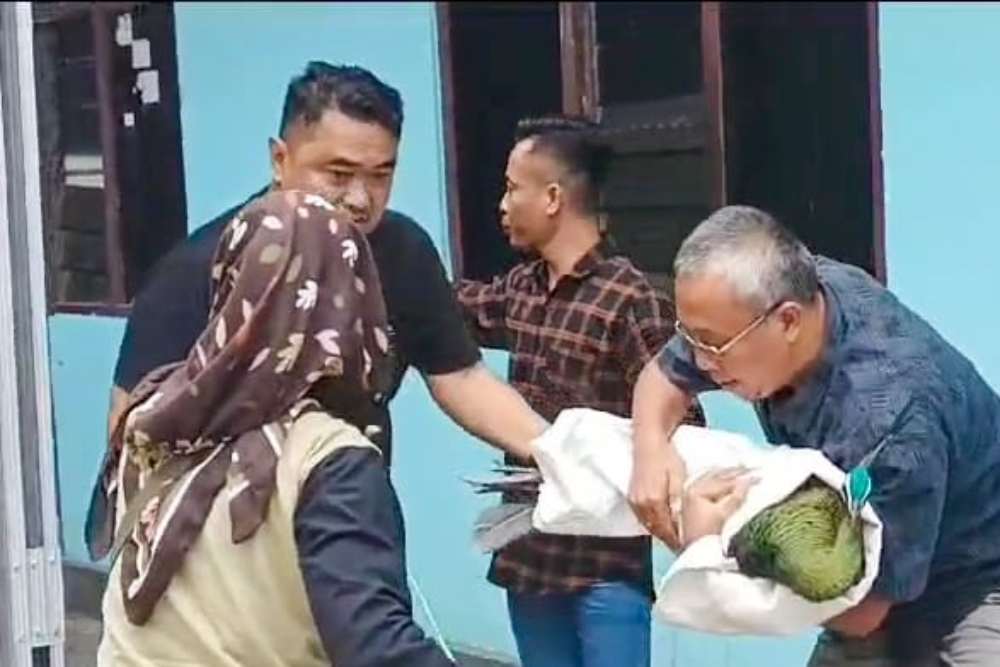 Kerap Bertengger di Atap Rumah Warga Nanggulan, Merak Hijau Dievakuasi BKSDA Jogja