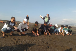 Harian Jogja Gelar Penanaman Mangrove dan Pelepasan Tukik untuk Jaga Kelestarian Pantai Selatan