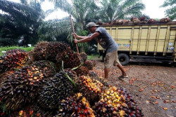 Penerimaan Negara dari Sektor Sawit Capai Rp88,7 Triliun