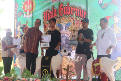 Meriahkan 12 Tahun UUK, Ribuan Kambing Ikut Lomba