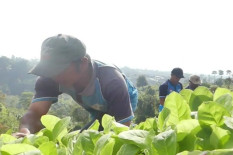 Petani Temanggung Minta Jaminan Kepastian Pembelian Tembakau oleh Pabrik