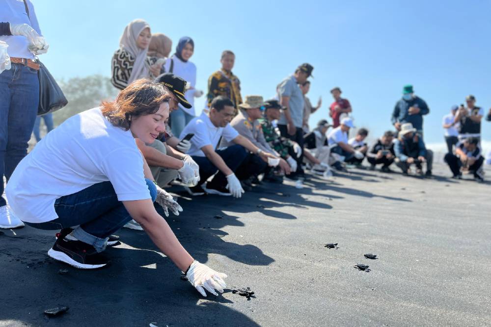 Ratusan Penyu Disebar PT. Angkasa Pura di Pantai Trisik, Bantu Konservasi Rp15 Juta