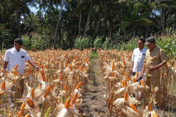 Potensi Jagung Pesisir Kulonprogo Melimpah, Produktivitasnya Capai 6,85 Ton Per Hektar