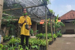 Meninggal Dunia Tadi Pagi, Begini Perjalanan Hidup Lasiyo, si Profesor Pisang dari Bantul