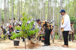 Jokowi Resmi Canangkan Wanagama Nusantara di IKN