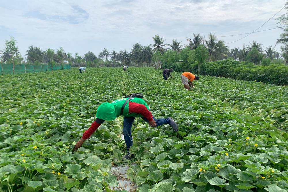 Dampak Perubahan Iklim, Tanaman Cabai-Melon Petani Pesisir Kulonprogo Banyak yang Roboh