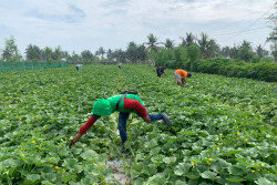 Dampak Perubahan Iklim, Tanaman Cabai-Melon Petani Pesisir Kulonprogo Banyak yang Roboh