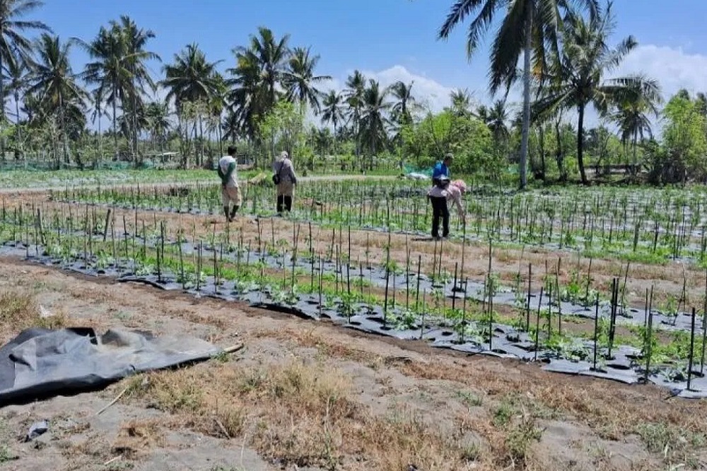 Tanaman Cabai di Galur Terserang Hama, Dinas Pertanian Kulonprogo Lakukan Ini