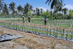 Tanaman Cabai di Galur Terserang Hama, Dinas Pertanian Kulonprogo Lakukan Ini