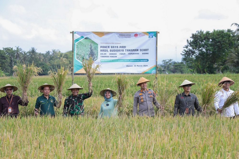 Produksi Beras Surplus, Sleman Jadi Lumbung Pangan DIY