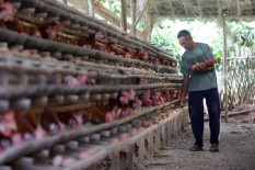 Mahasiswa UGM Ciptakan Teknologi Mencegah Ayam Stres karena Kepanasan di Kandang