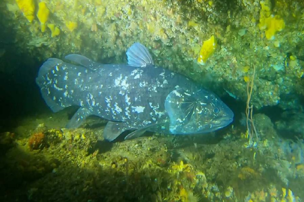 Sudah Dianggap Punah 60 Juta Tahun, Ikan Purba Ini Ternyata Masih Eksis