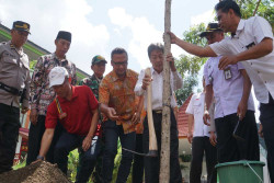 Ruang Terbuka Hijau di Kota Jogja Akan Ditanami Pohon Tabebuya dan Trembesi