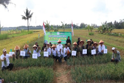 Pemkab Kulonprogo Kembangkan Lahan Surjan untuk Pertanian dan Pariwisata