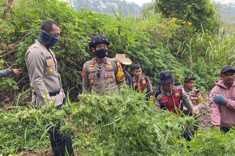 25 Ribu Batang Tanaman Ganja Ditemukan di Lereng Semeru