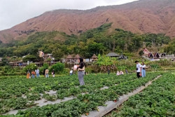 Melihat Destinasi Wisata Stroberi di Kaki Rinjani, Selalu Ramai Pengunjung