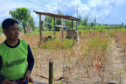 100 Hektare Lahan Cabai di Bantul Terserang Hama Patek