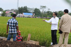 Masyarakat Adat Perlu Diajarkan Manajemen Program Food Estate