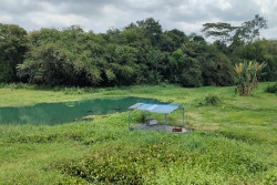 Digelontor Dana Rp1,5 Miliar, Kalurahan Madurejo Kembangkan Kebun Buah di Pinggir Kali Opak