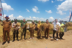 Perkuat Ketahanan Pangan, Demplot Pupuk Kaltim Tingkatkan Hasil Padi Kapuas 66 Persen