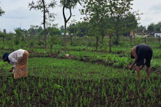 Petani Milenial di Bantul Diklaim Capai Ribuan Orang, Pemkab Dorong Pemanfaatan Teknologi