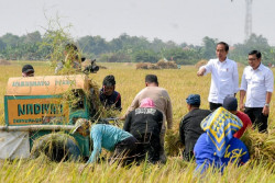 Bahu Membahu Meningkatkan Produksi dan Pasokan untuk Ketahanan Pangan