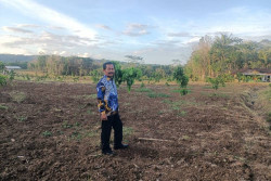 Banjarharjo menuju Lumbung Buah, Tanah Kas Desa Disulap Jadi Kebun Kelengkeng