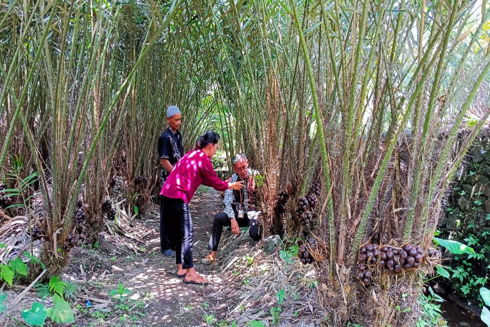 Komoditas Salak di Sleman Alami Penyusutan Luas Panen, Ini Cara Pemkab Pertahankan Produktivitas