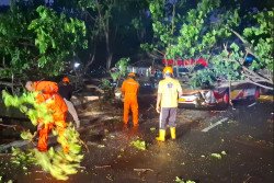 Hujan Lebat, Bus Pariwisata Tertimpa Pohon di Tanjungsari Gunungkidul