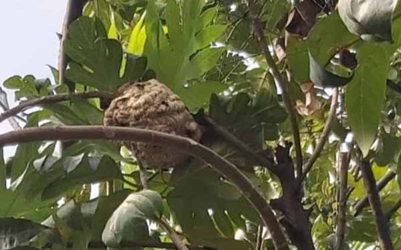 Serangan Tawon Gung di Wisata Nglanggeran, Seorang Warga Dilarikan ke RS