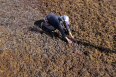 Pemerintah Berencana Kembangkan Rumput Laut Jadi Produk Bioavtur