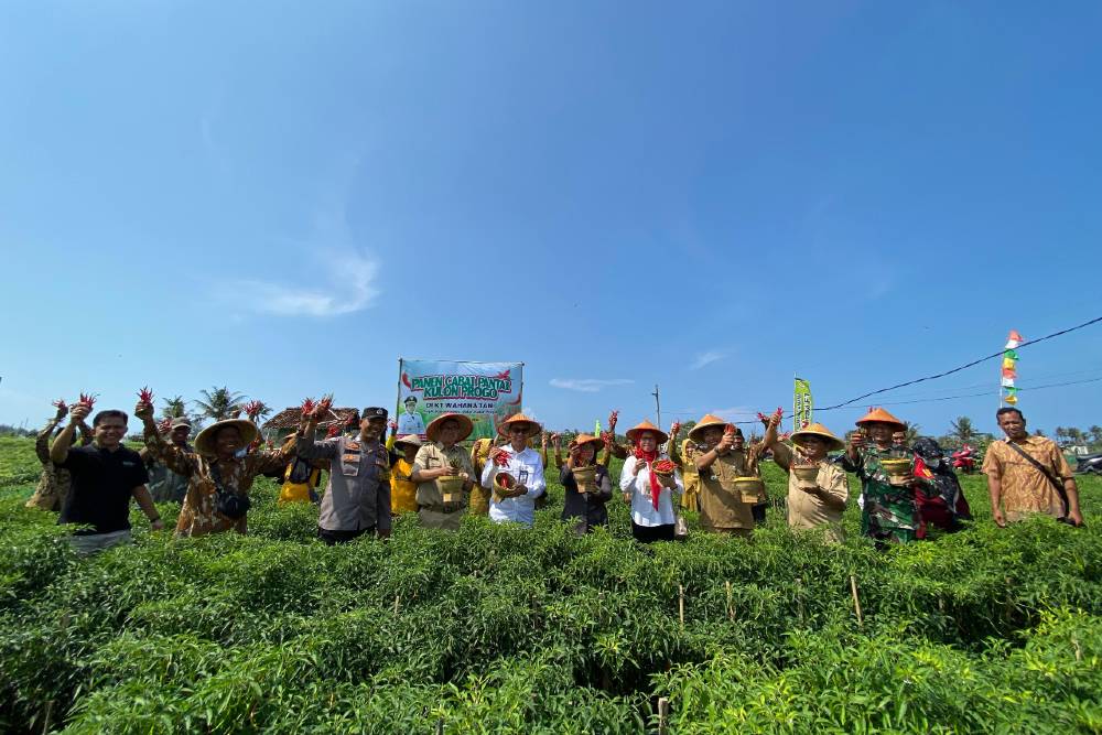 Produksi Cabai Kulonprogo Melimpah, Pemkab Bangun Tempat Lelang dan Pengelolaan