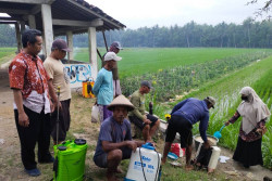 Masa Tanam Padi Dimulai, Dinas Pertanian Kulonprogo Antisipasi Hama