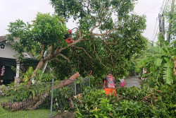 Hujang Angin Sebabkan Pohon Tumbang di Palbapang, Tutup Akses Jalan