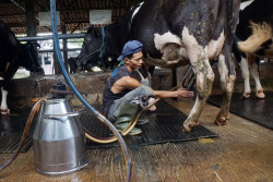 Populasi Sapi Perah di Bantul Menipis, DKPP Harap Ada Bantuan dari Kementan