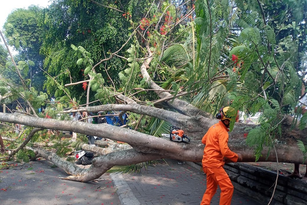 Pohon Tumbang Timpa Sejumlah Kendaraan dan Fasilitas Umum di Lapangan Minggiran Jogja