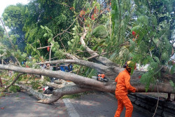 Pohon Tumbang Timpa Sejumlah Kendaraan dan Fasilitas Umum di Lapangan Minggiran Jogja