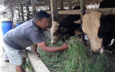 98 Sapi Terjamin Asuransi, Ternak Mati Dapat Klaim Rp10 Juta