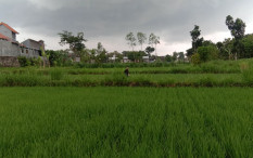 Petani Padi Lahan Sawah Tadah Hujan di Bantul Mulai Tanam Palawija