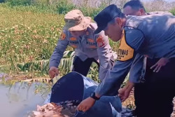 Pencegahan Stunting, Ratusan Kilo Ikan Nila Disebar di Rawa-rawa Kulonprogo