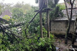 Dampak Angin Kencang di Sleman, Pohon Tumbang Terjadi di 17 Titik, Paling Banyak di Kapanewon Minggir