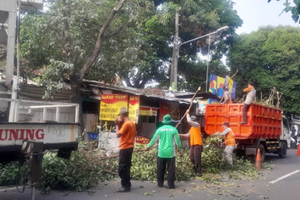 Alat Terbatas, DLH Jogja Prioritaskan Beberapa Titik Pemangkasan Pohon