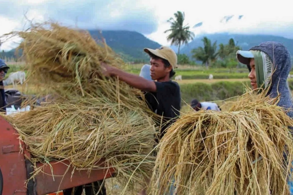 KTNA: Pelibatan Petani Muda Perlu Diperkuat lewat Bimbingan Teknis