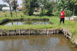 Produksi Benih Ikan Sleman Tembus 1,4 Miliar Anakan