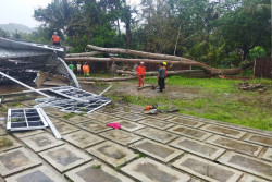 Hujan Deras Akibatkan Pohon Tumbang di Seloharjo, Pundong. Tak Ada Korban Jiwa