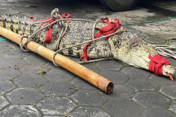 Hi! Tiba-tiba Buaya Muncul di Permukiman Padat Penduduk di Tegalrejo Jogja, Sudah Dievakuasi Damkarmat