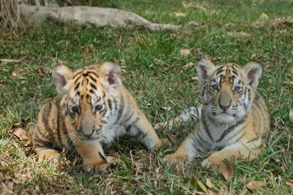 Lima Satwa Berbagai Spesies Lahir di Beberapa Taman Safari di Indonesia