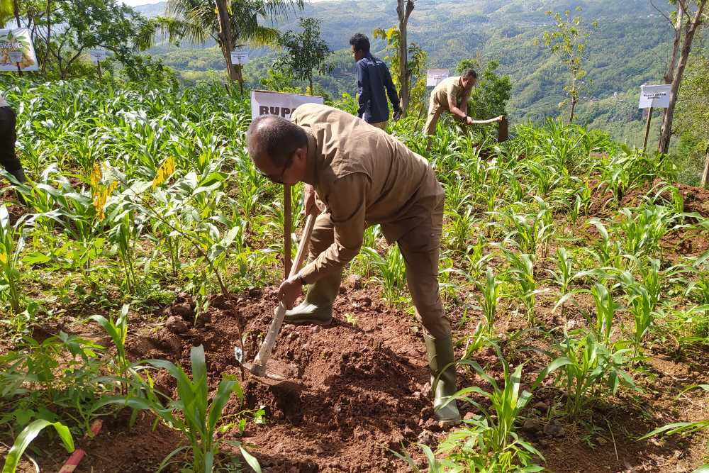 Datangkan Wisatawan ke Kebun Buah Mangunan, Pemkab Bantul Tanam 200 Pohon Kelengkeng