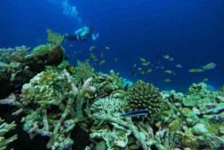 Menghidupkan Jalur Udara Menuju Surga Bawah Laut